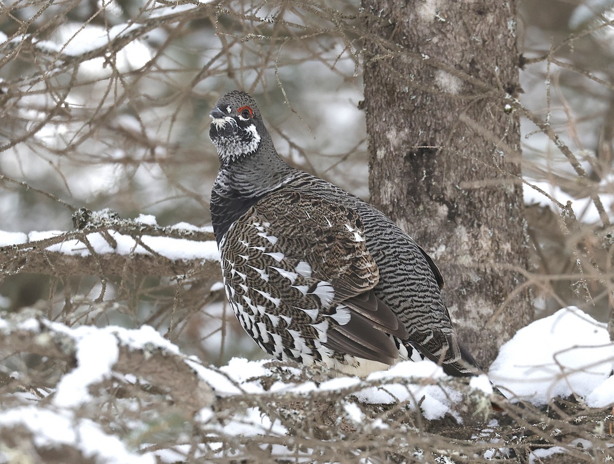Spruce Grouse - ML647099226
