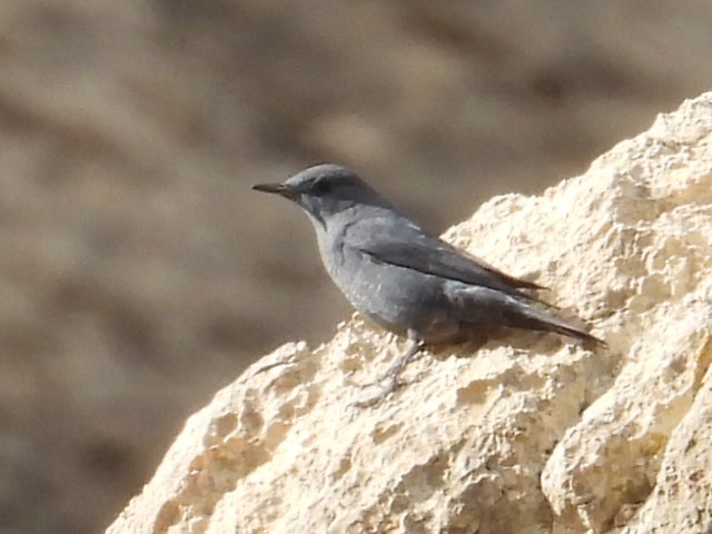 skalník modrý - ML647099227