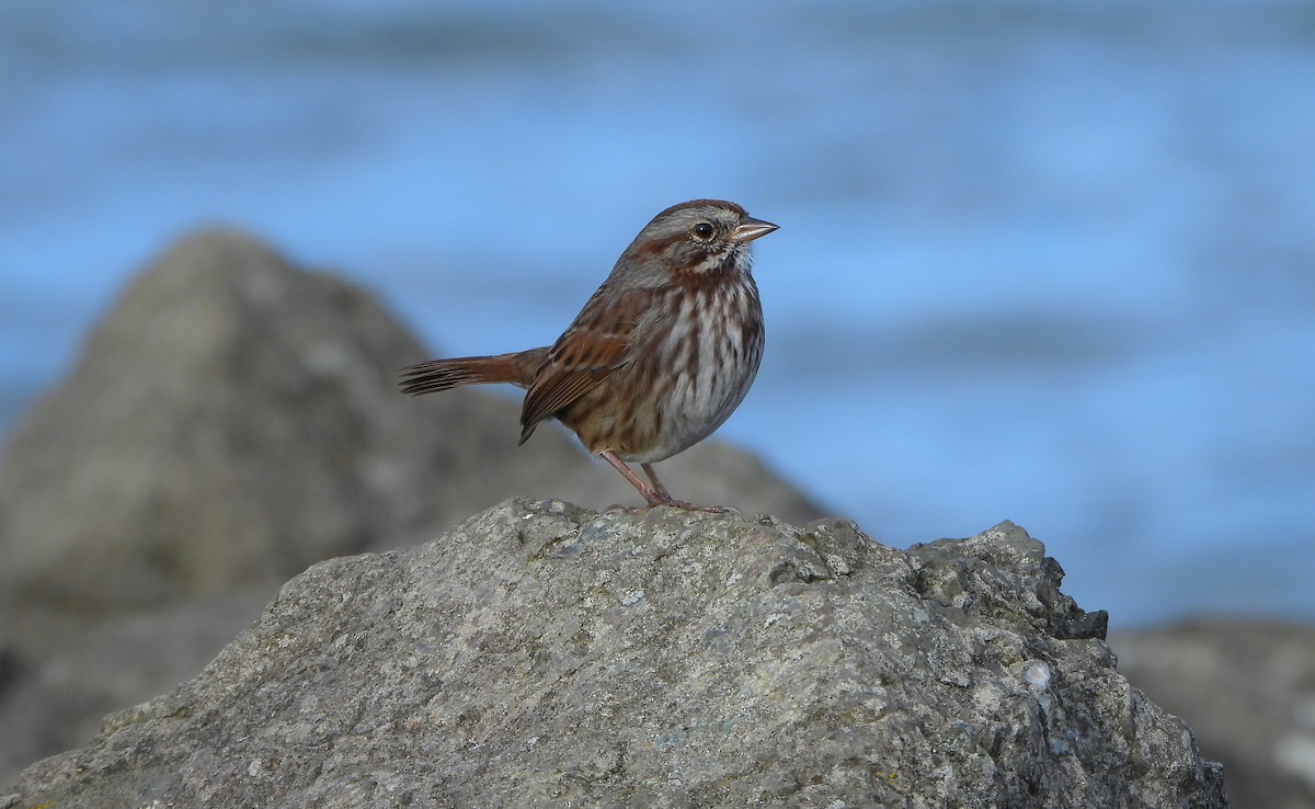 strnadec zpěvný - ML647099228