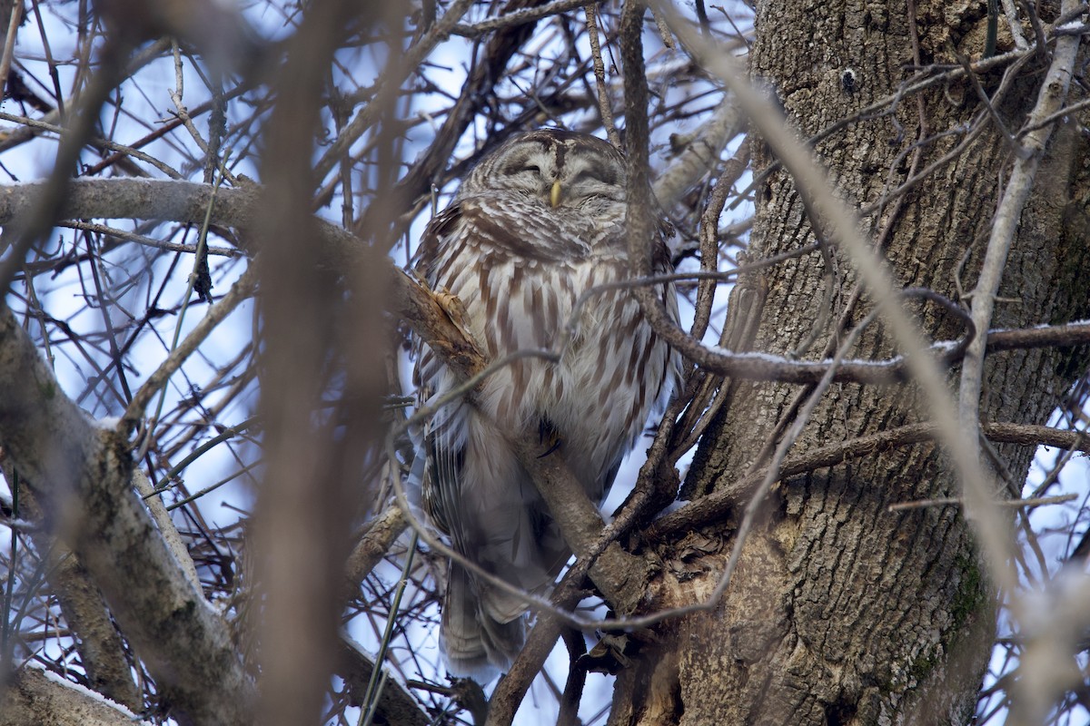 puštík proužkovaný - ML647099229