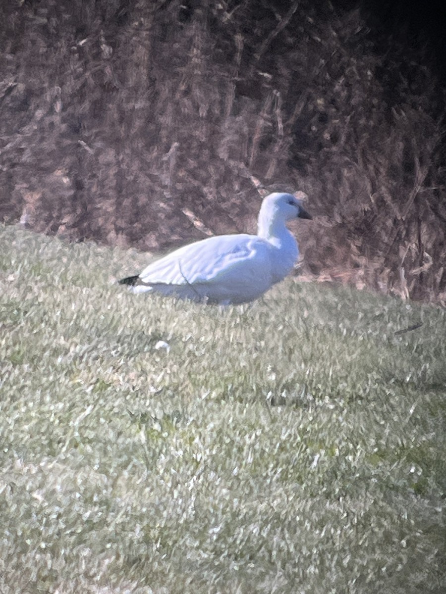 husa bělostná - ML647099230