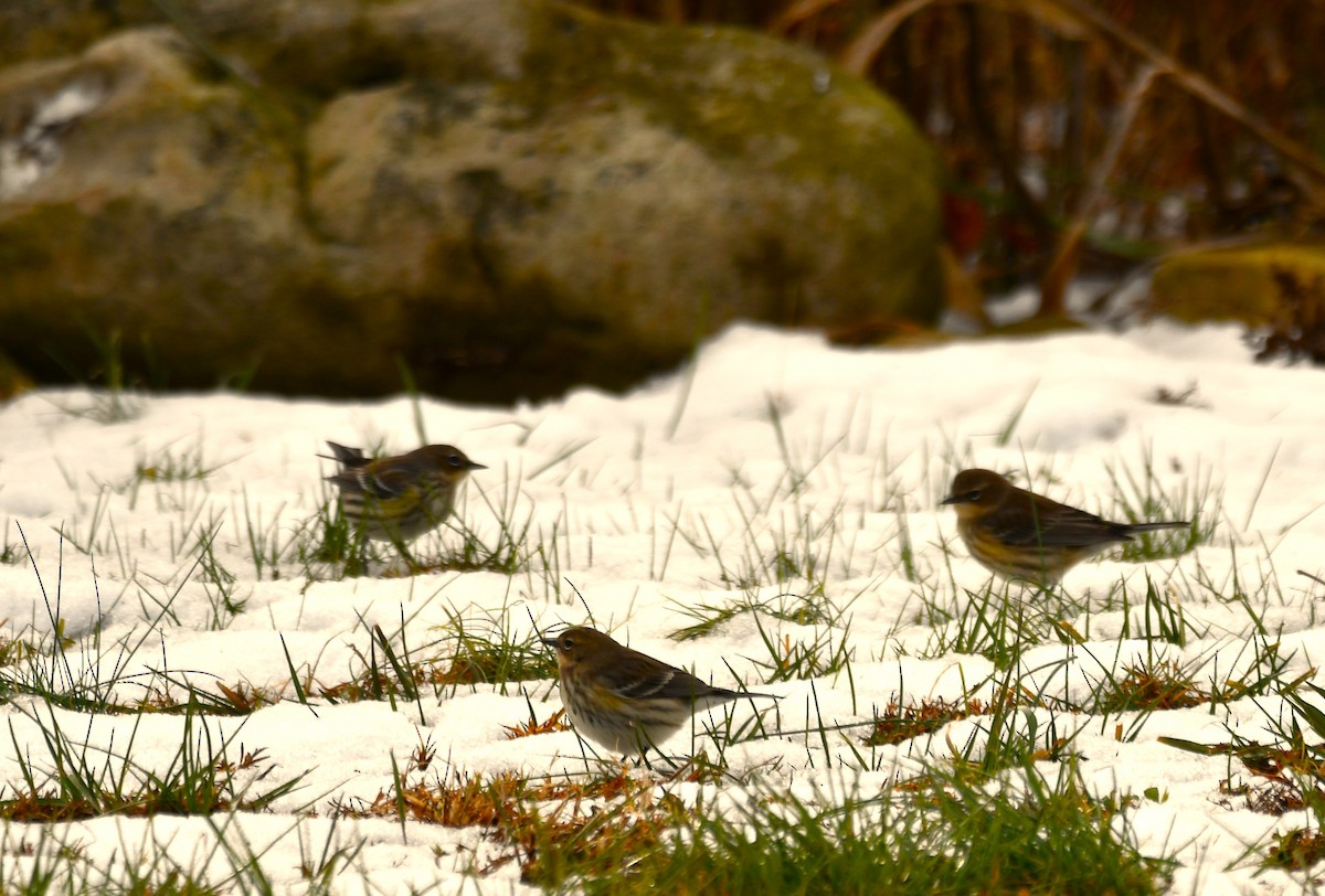 lesňáček žlutoskvrnný - ML647099231