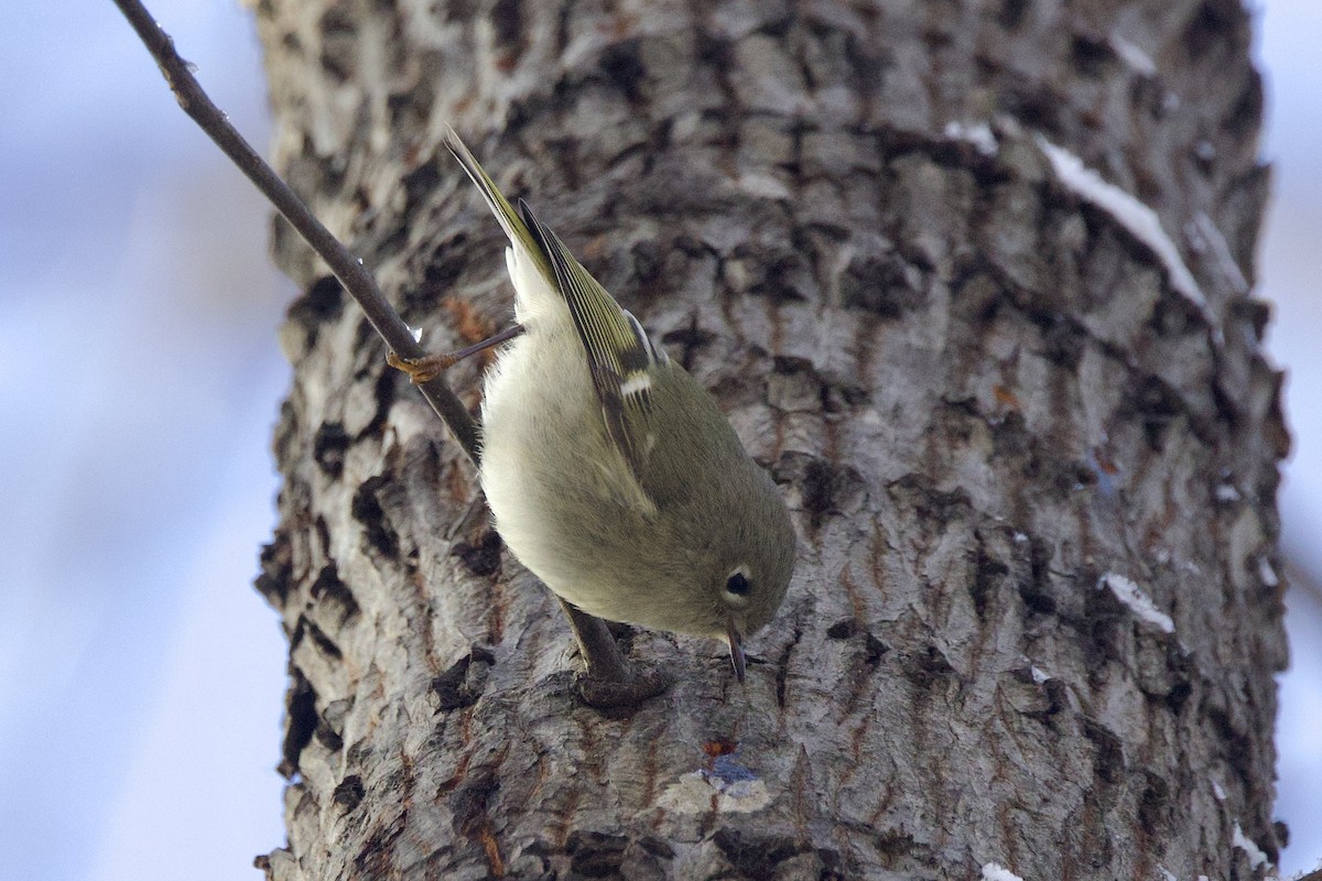 králíček americký - ML647099232