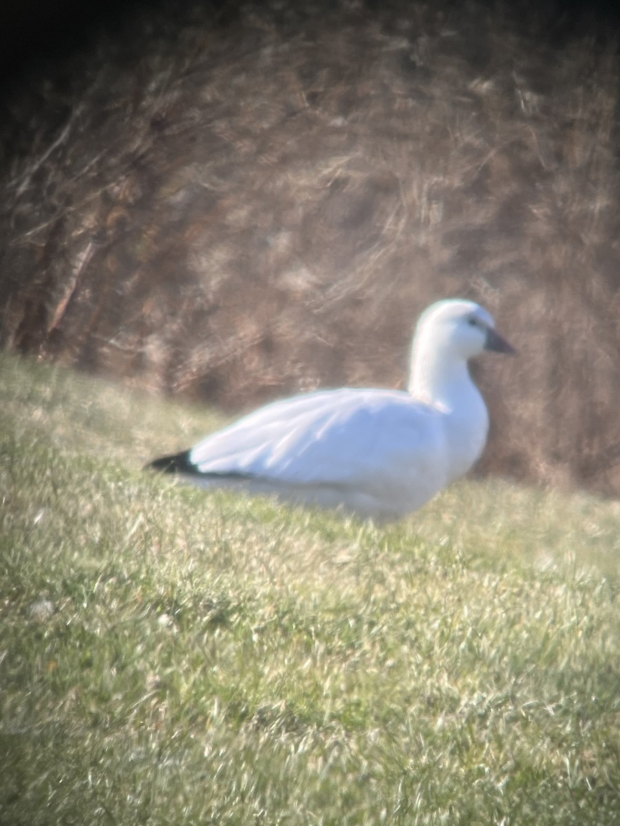 husa bělostná - ML647099233