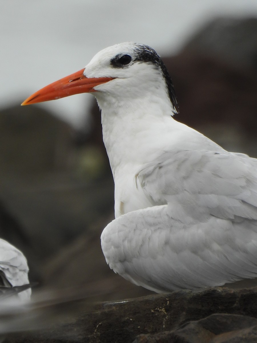 rybák královský - ML647099234