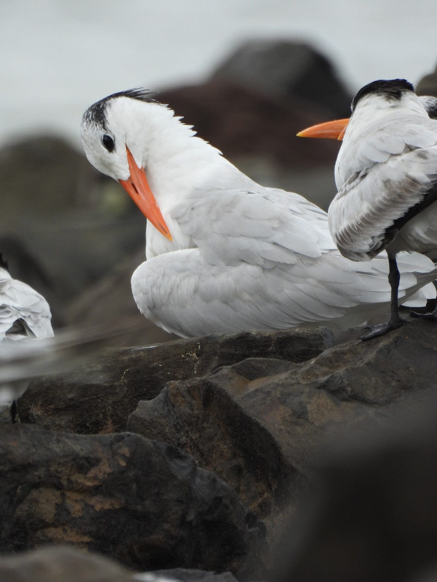 rybák královský - ML647099235