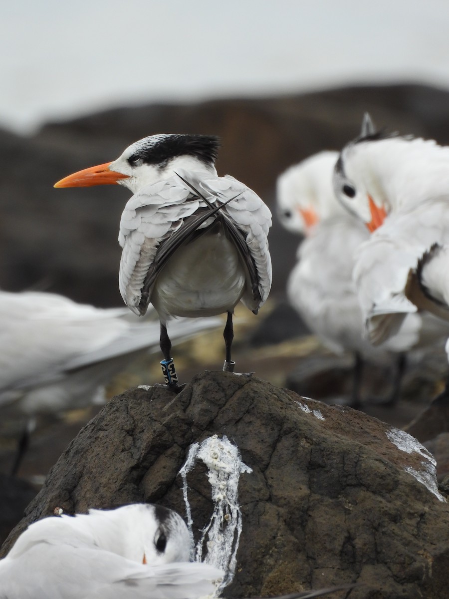 rybák královský - ML647099236