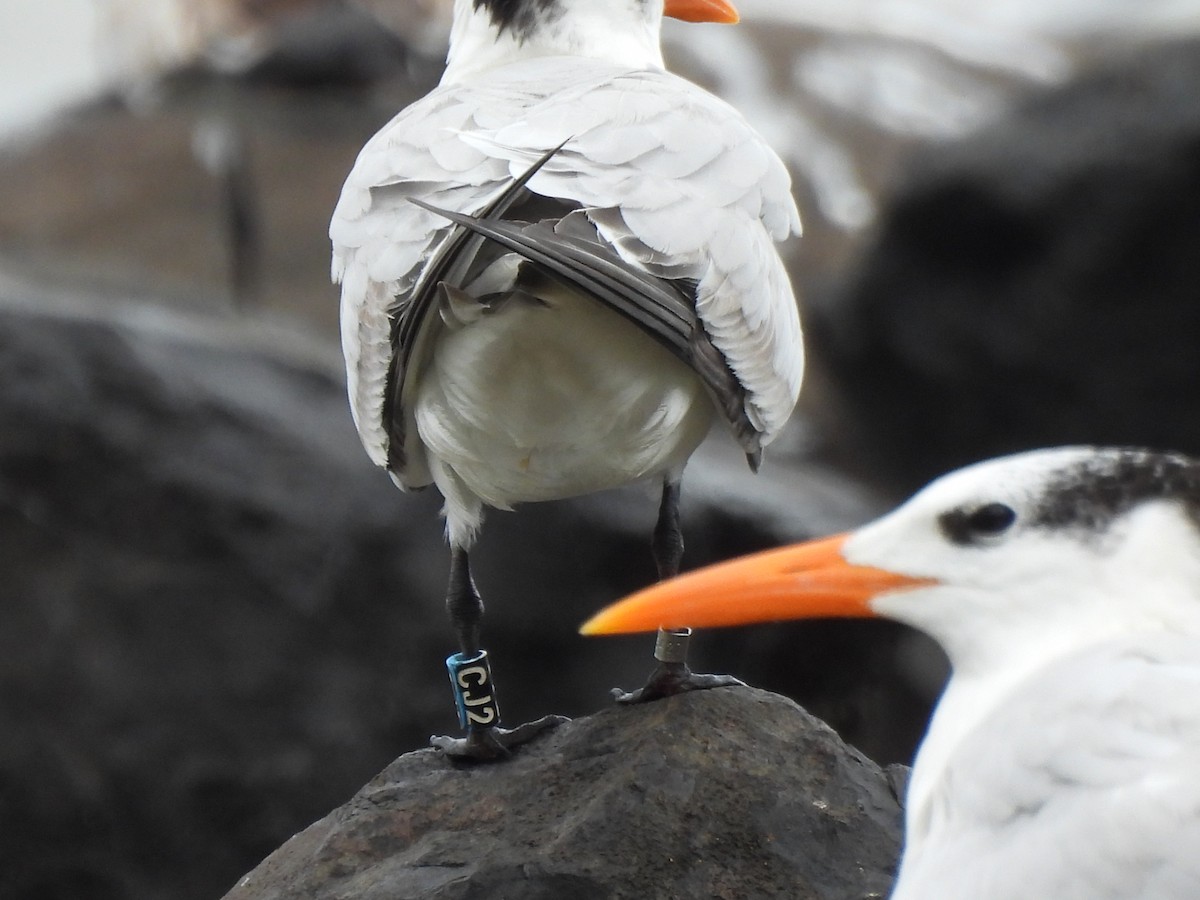 rybák královský - ML647099237