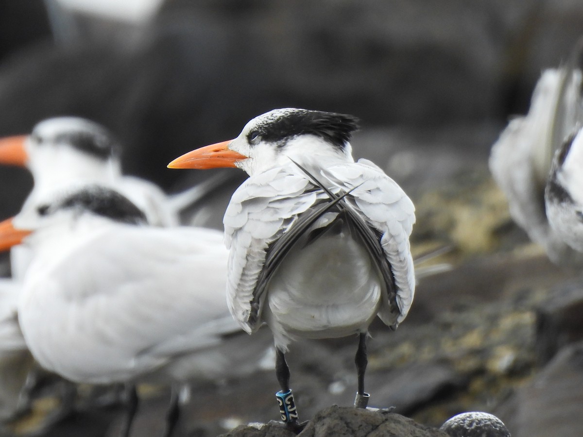 rybák královský - ML647099238