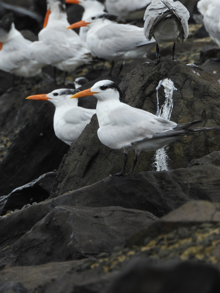 rybák královský - ML647099239