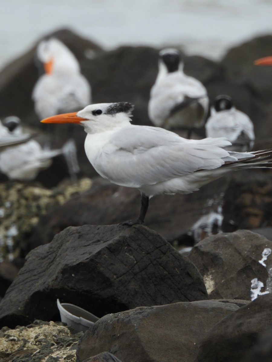 Royal Tern - ML647099240
