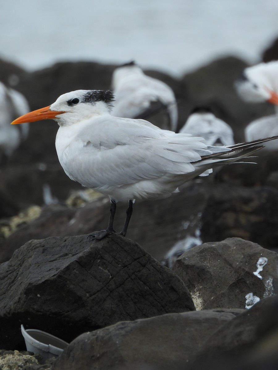 rybák královský - ML647099241