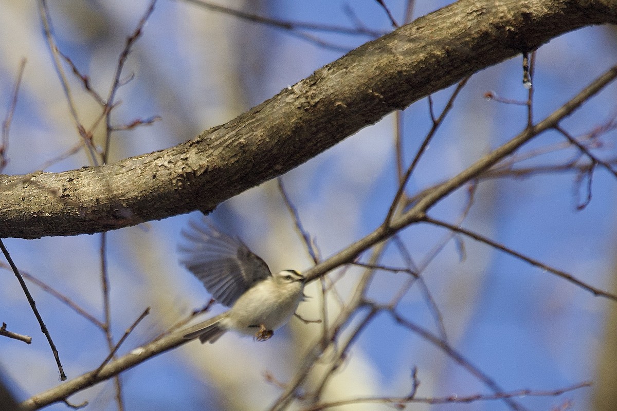 králíček zlatohlavý - ML647099242