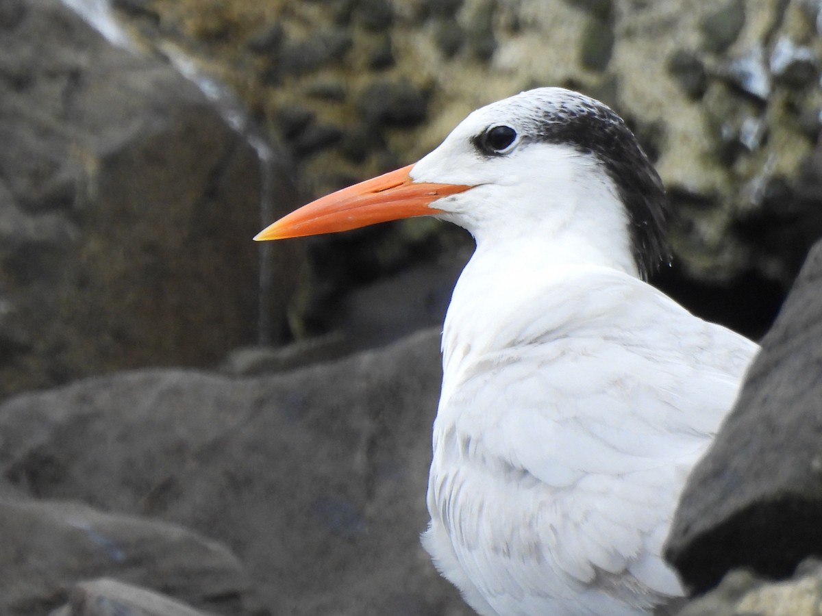 rybák královský - ML647099243