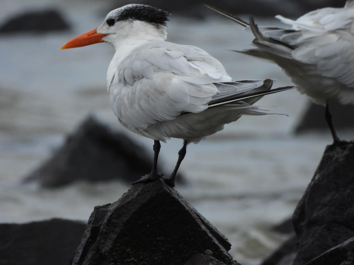 Royal Tern - ML647099244