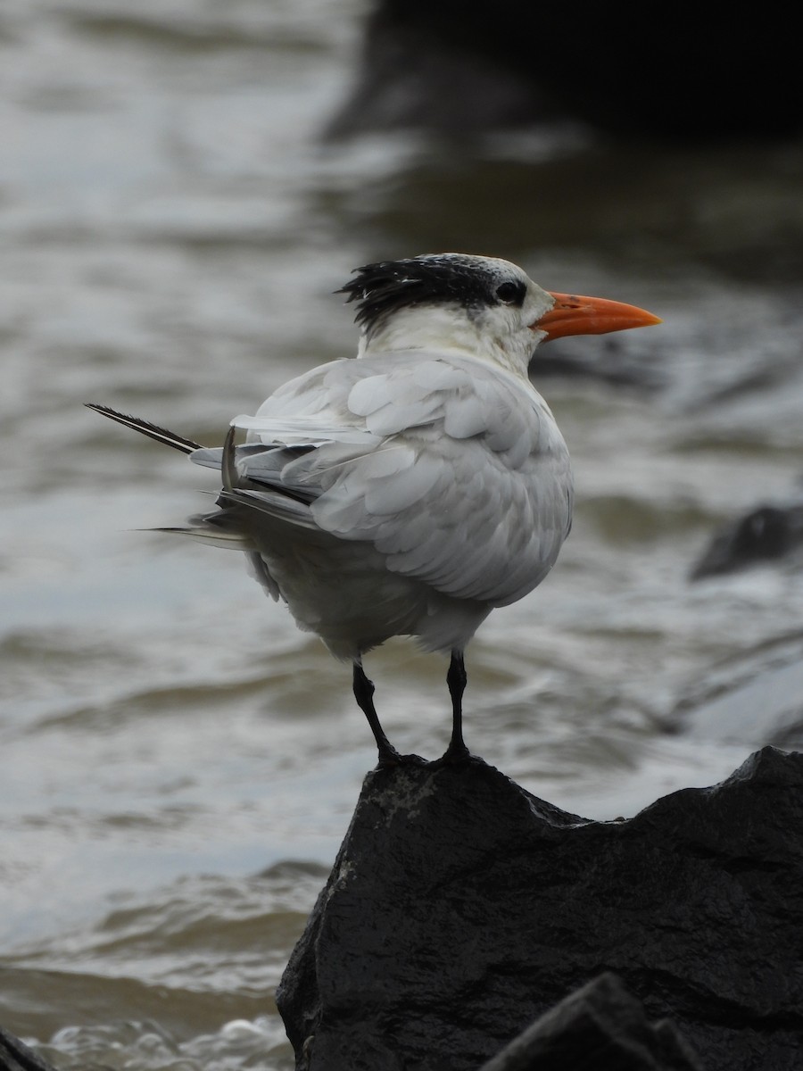 Royal Tern - ML647099245