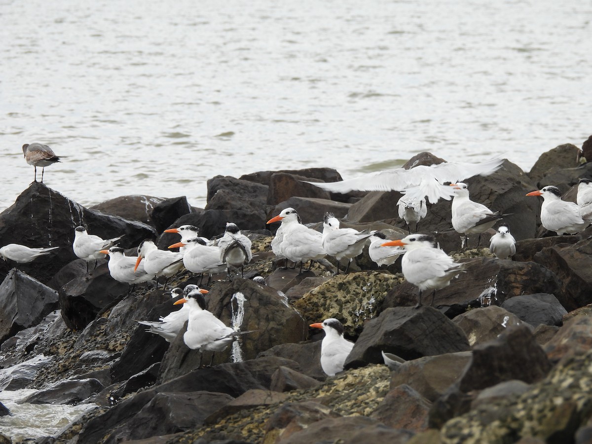 Royal Tern - ML647099246