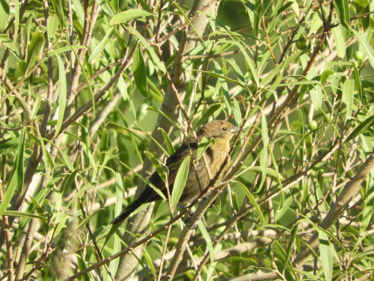Chestnut-capped Blackbird - ML647099247