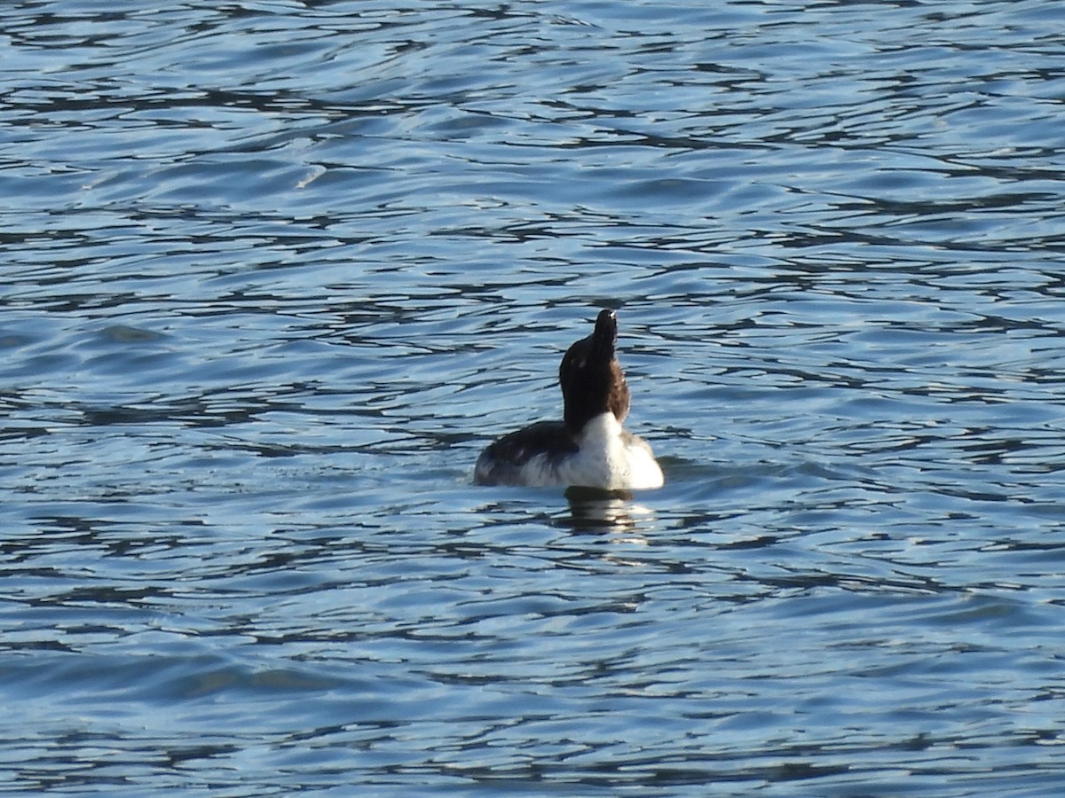 hohol severní - ML647099248