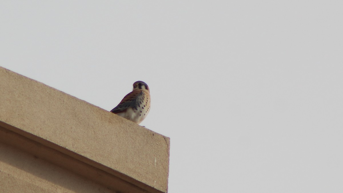 poštolka pestrá - ML647099250