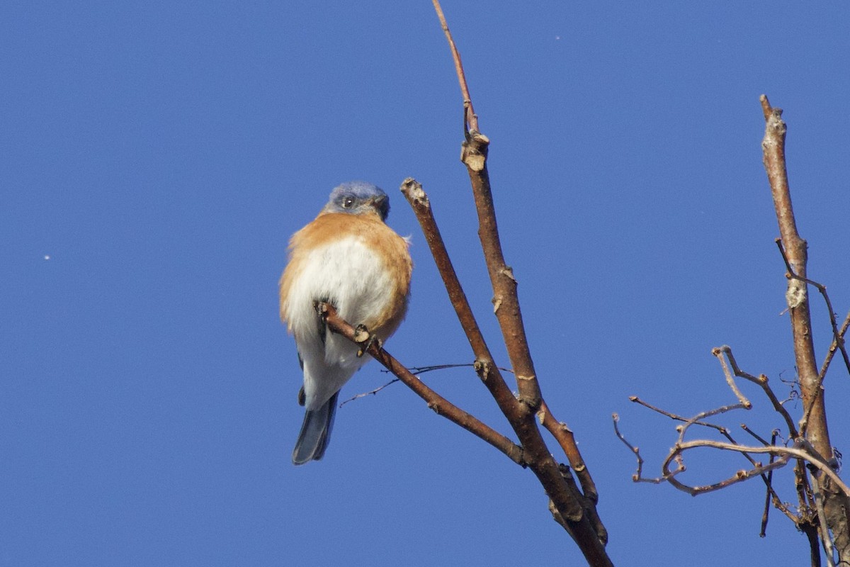 salašník modrý - ML647099251