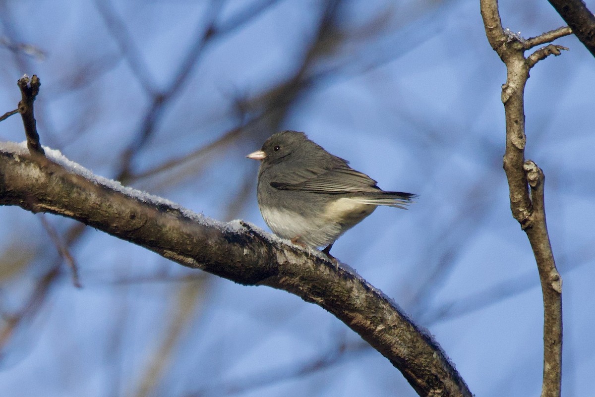 strnadec zimní - ML647099252