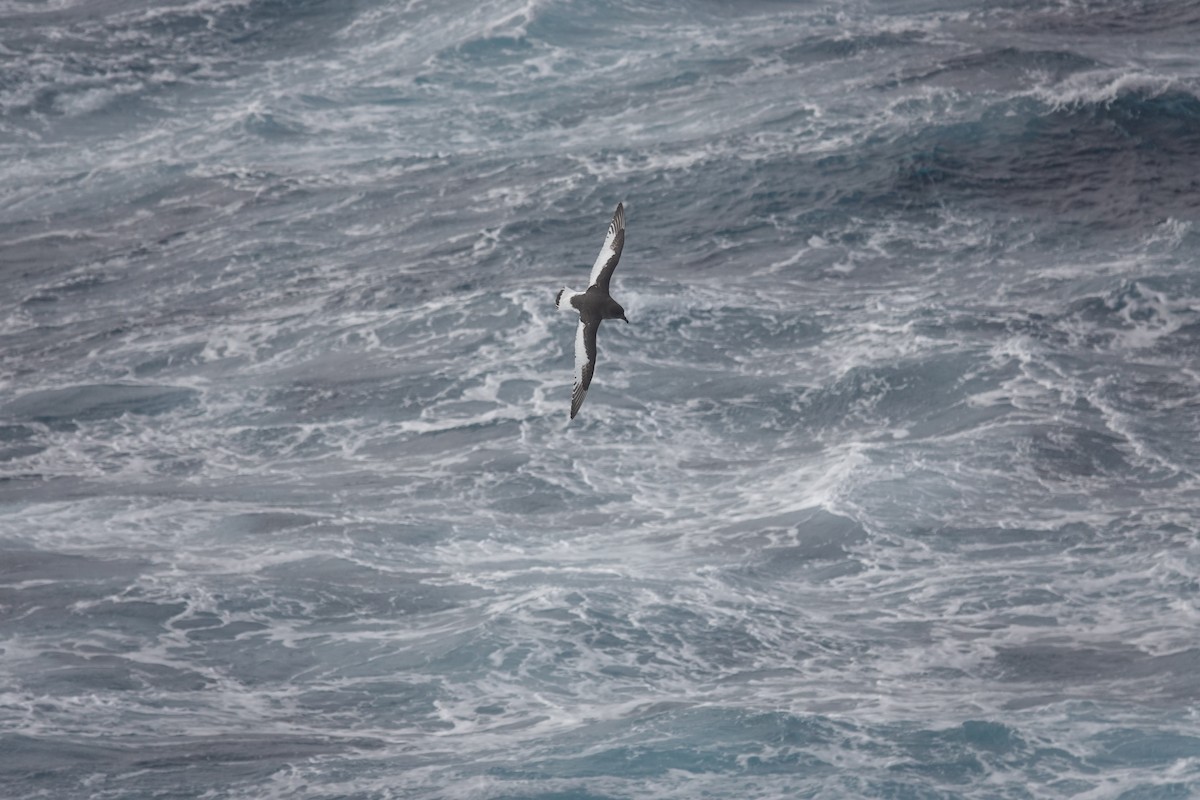 buřňák antarktický - ML647099253