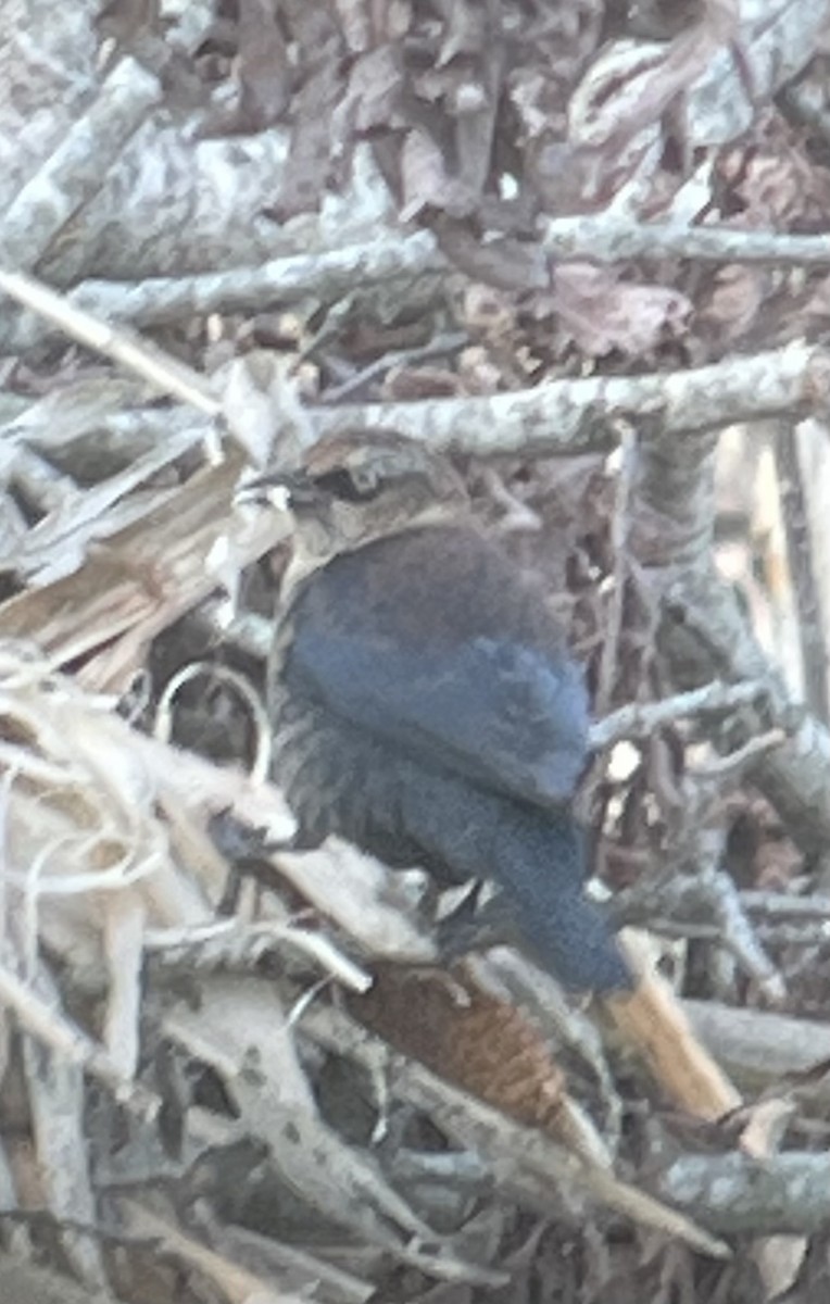 Rusty Blackbird - ML647099255