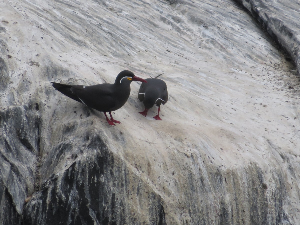 Sterne inca - ML647099258