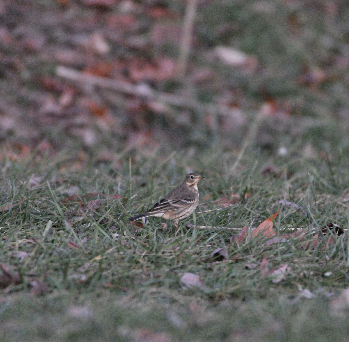 linduška tundrová - ML647099269