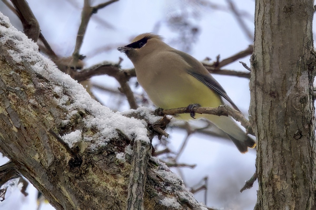 ヒメレンジャク - ML647099278