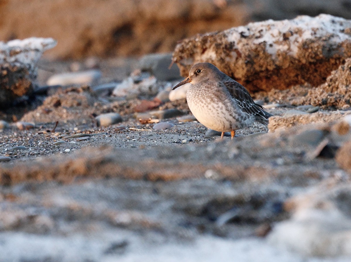 Purple Sandpiper - ML647099282
