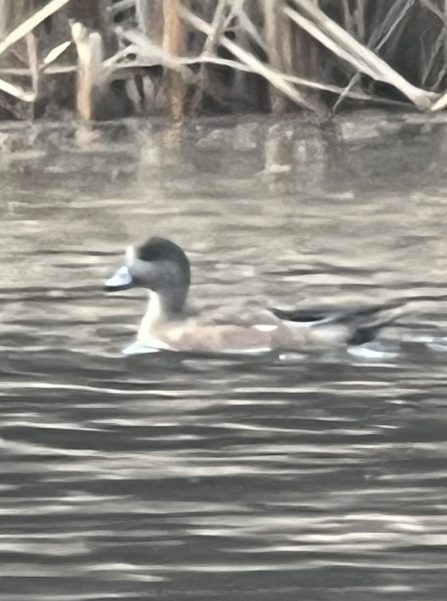American Wigeon - ML647099287