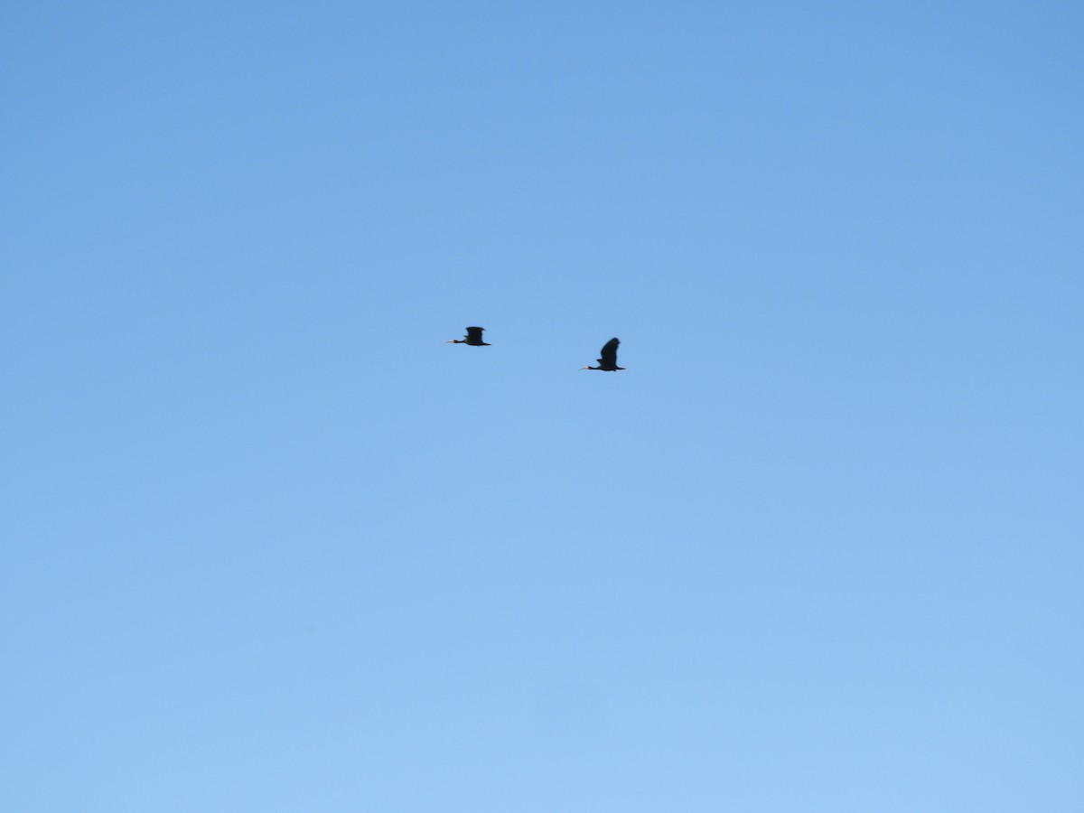 Ibis Afeitado - ML647099288