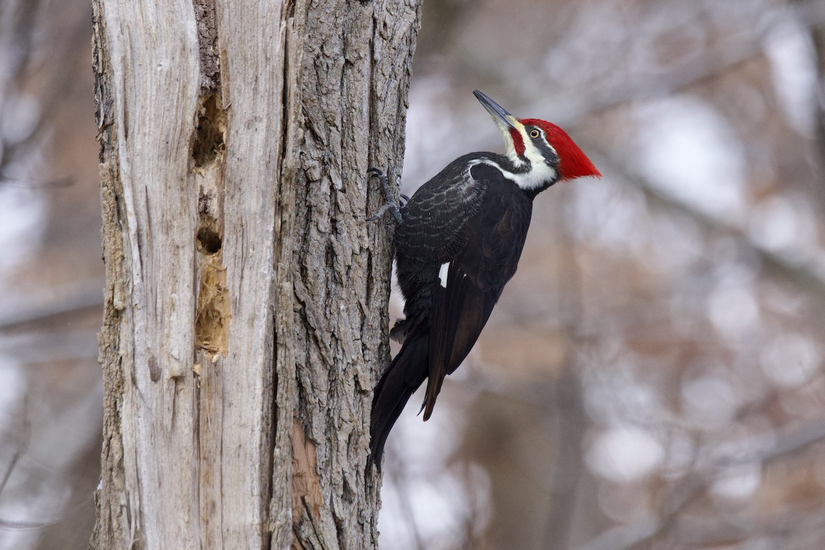 hvitbrynsvartspett - ML647099293