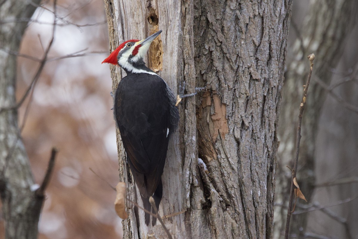 hvitbrynsvartspett - ML647099294