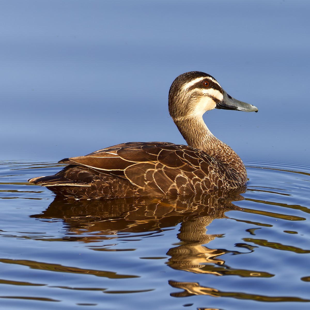 Pacific Black Duck - ML647099300