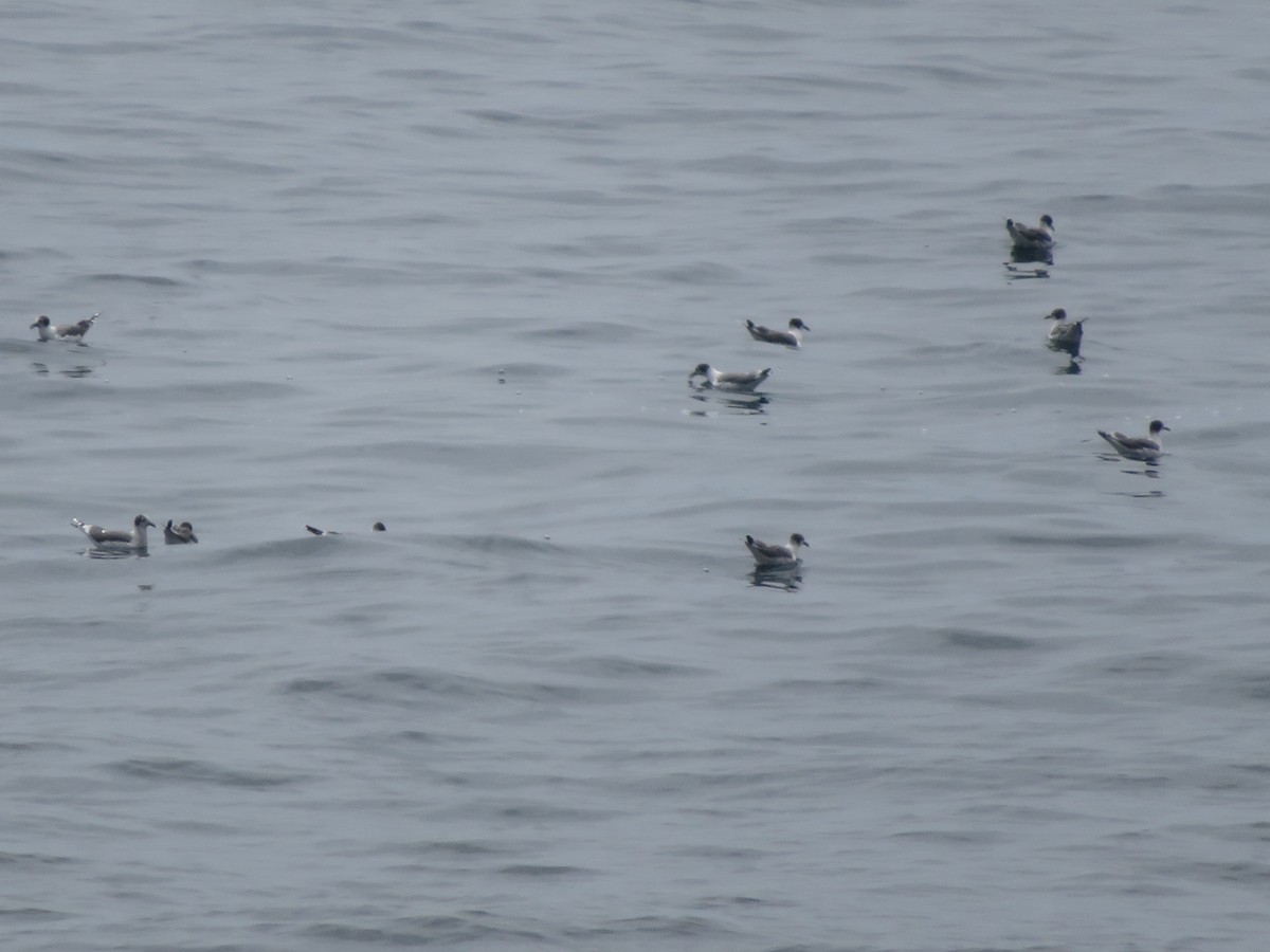 Mouette de Franklin - ML647099302