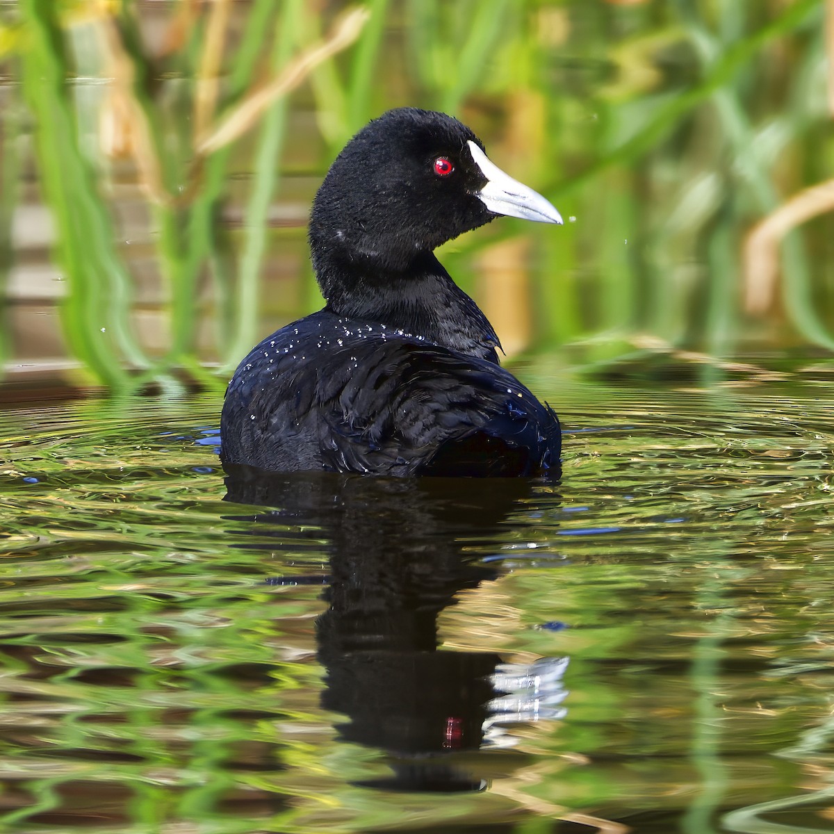 Eurasian Coot - ML647099305
