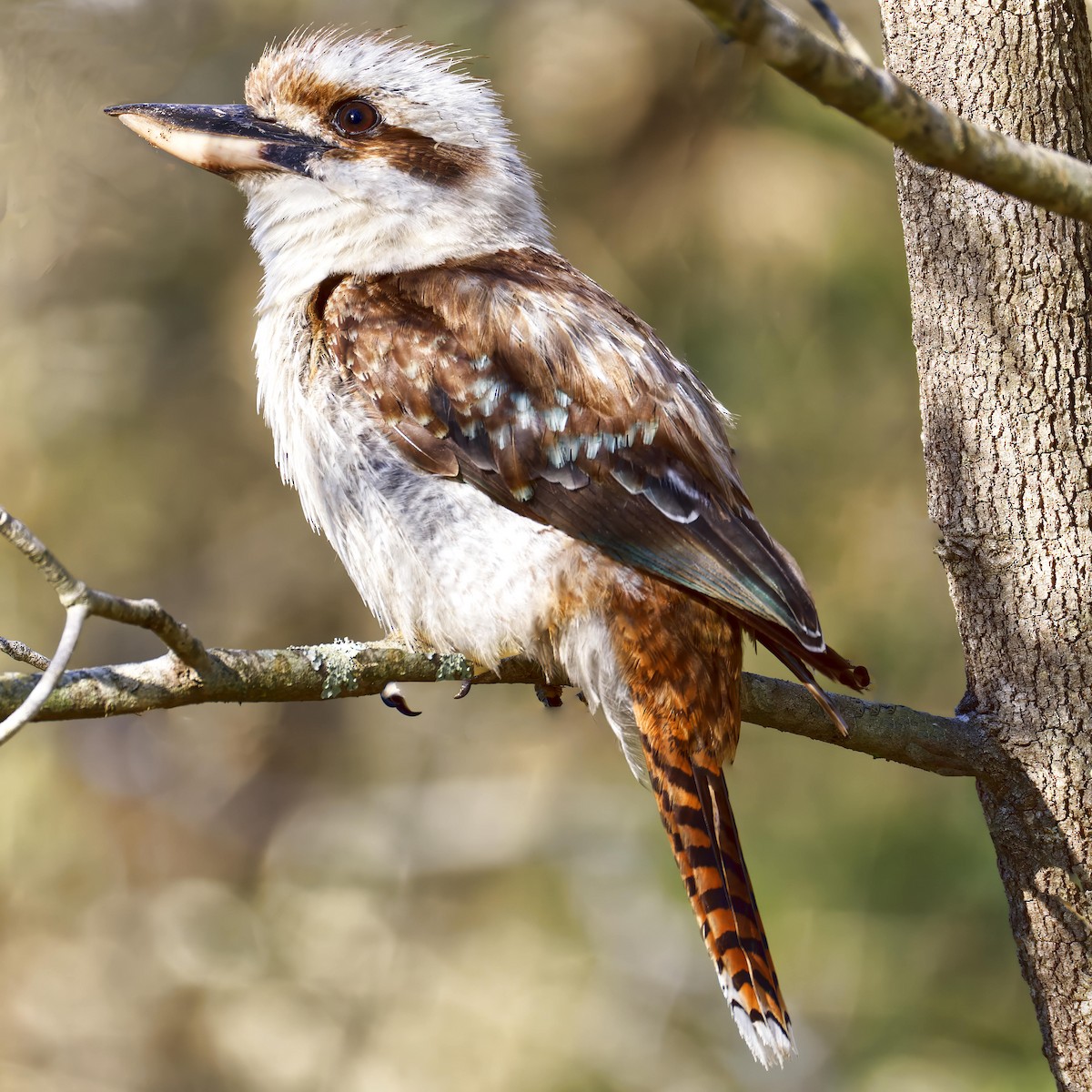 Laughing Kookaburra - ML647099307