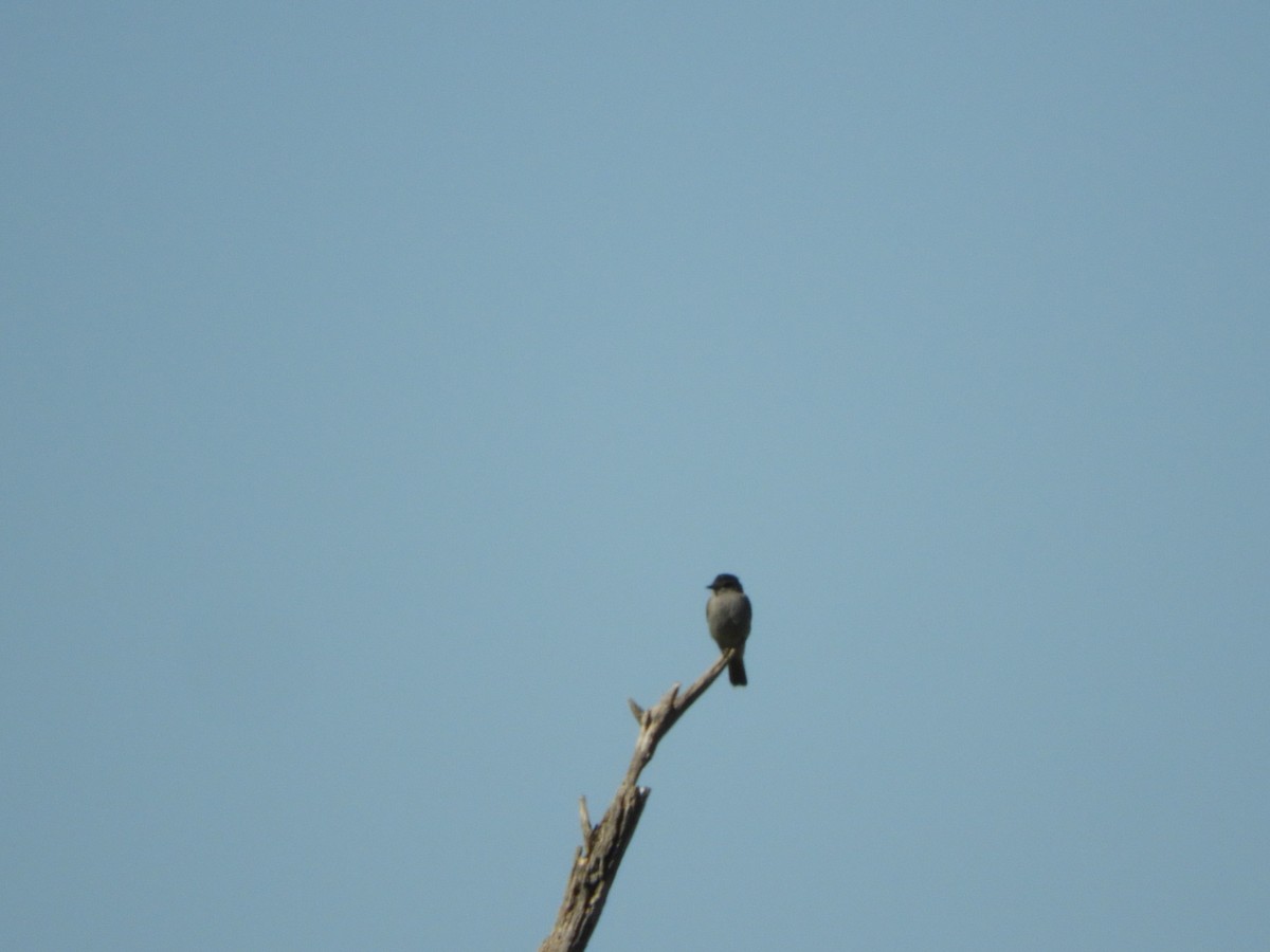 Crowned Slaty Flycatcher - ML647099308