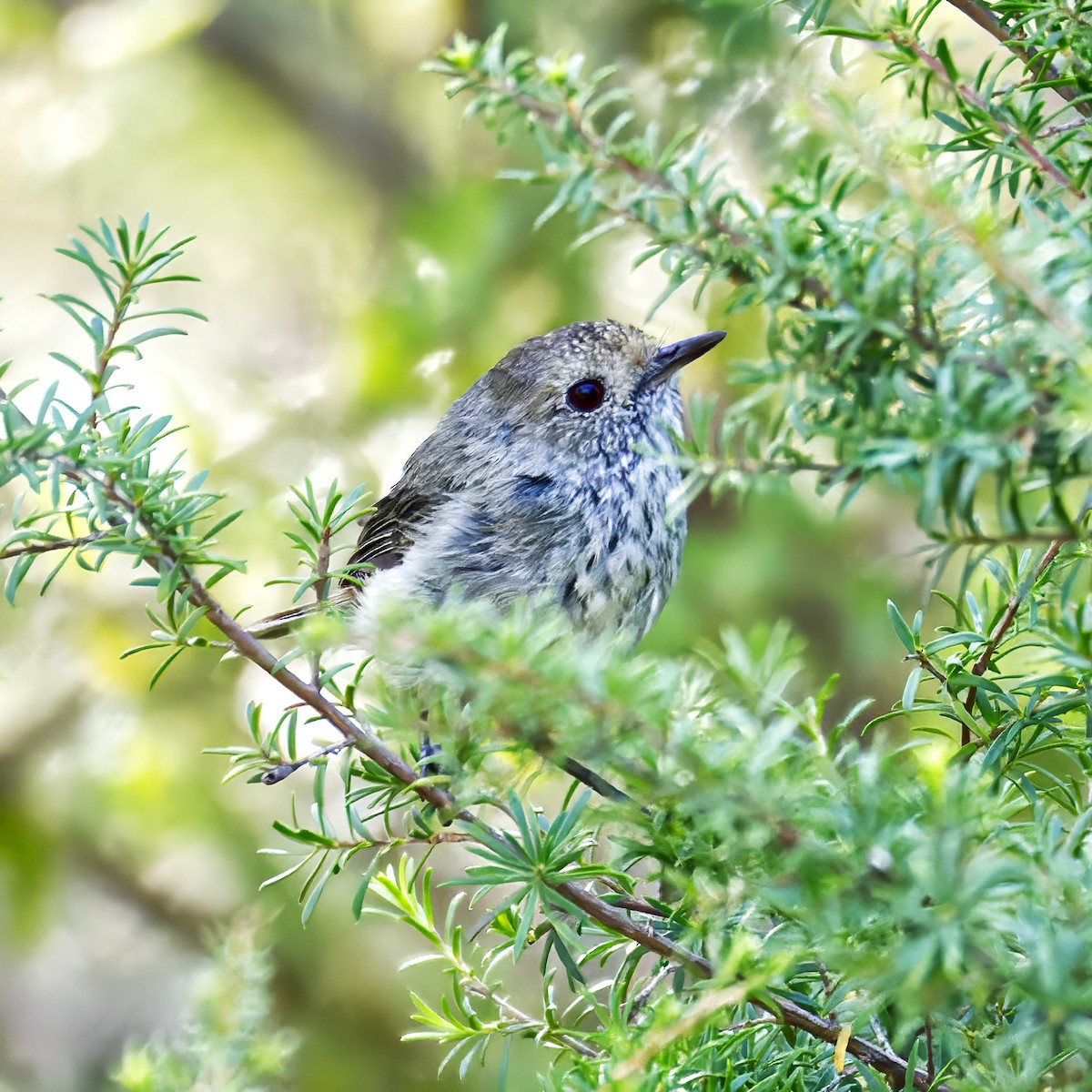 Brown Thornbill - ML647099311