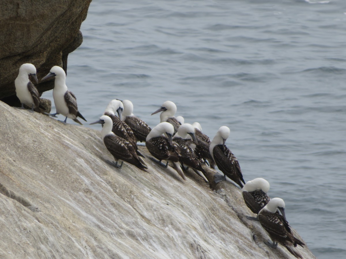 Fou varié - ML647099316