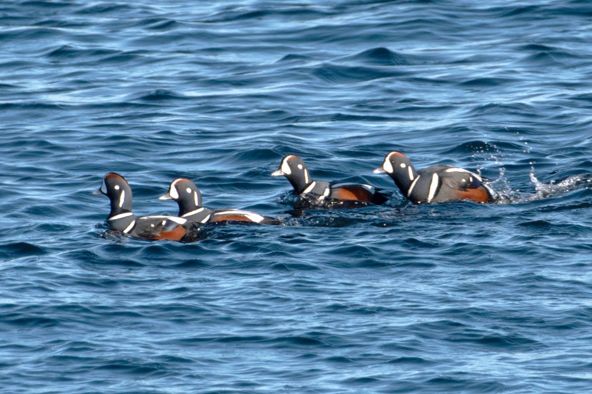 Kragenente - ML647099320