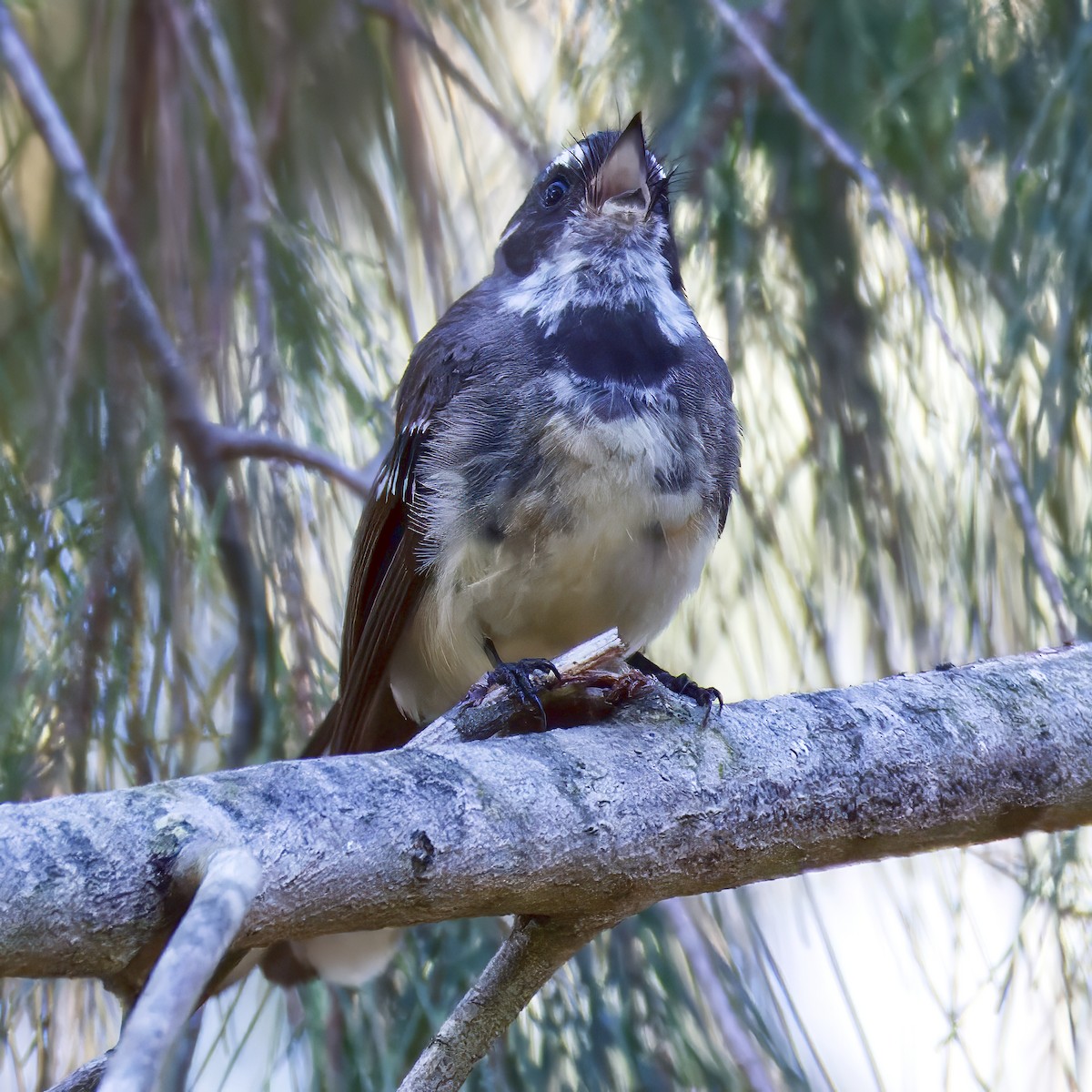 Gray Fantail - ML647099325