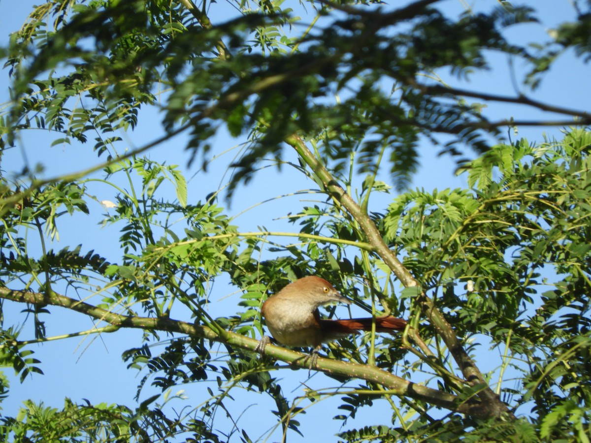 Greater Thornbird - ML647099326