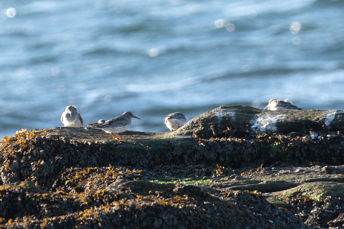 Meerstrandläufer - ML647099327