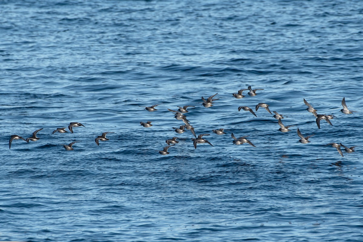 Meerstrandläufer - ML647099328