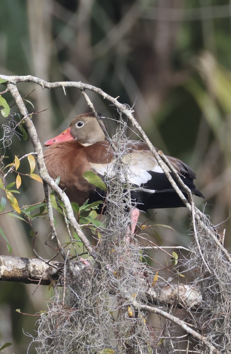 Black-bellied Whistling-Duck - ML647099329