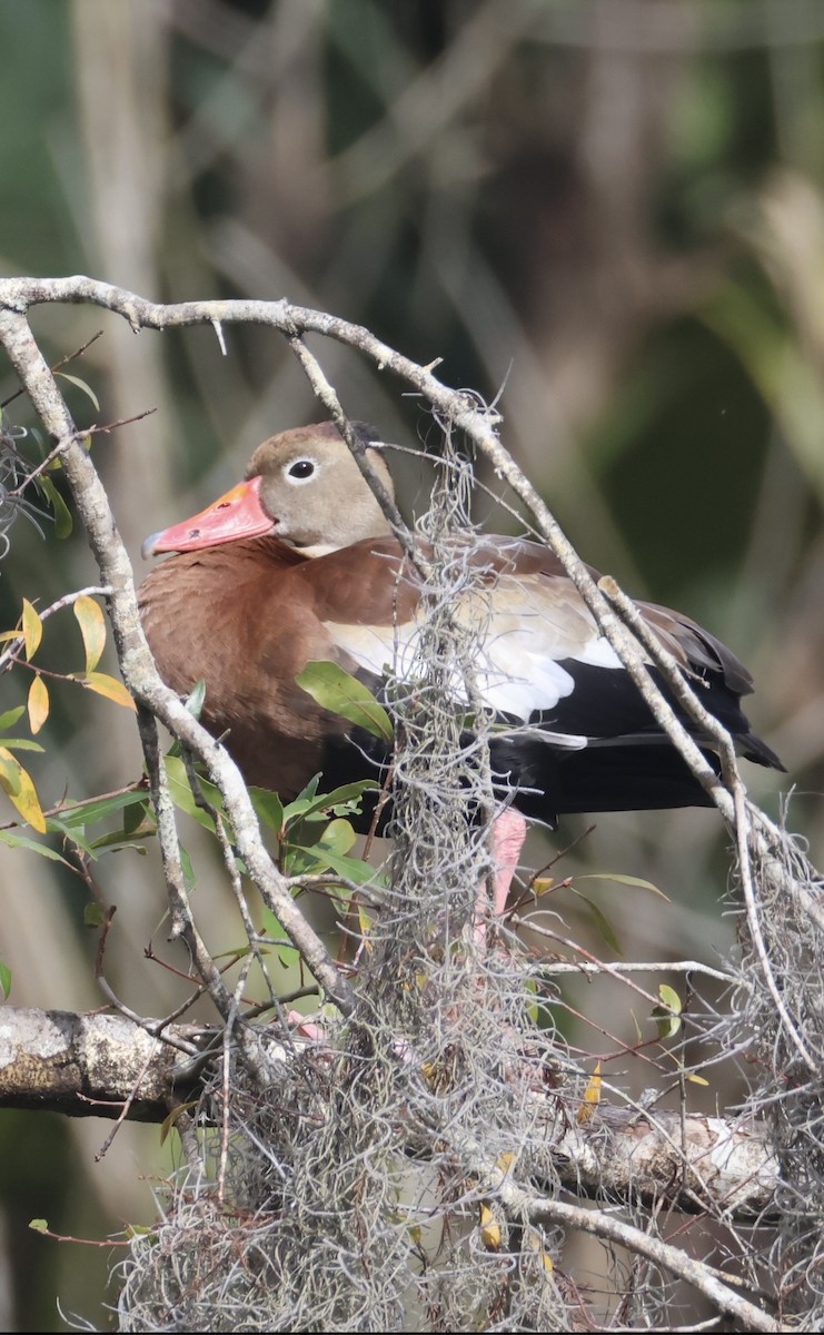 Black-bellied Whistling-Duck - ML647099330